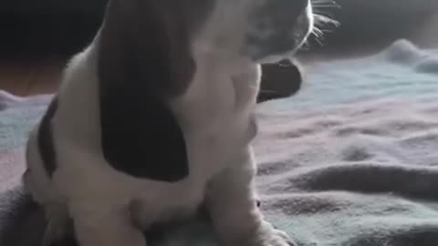 Sweet Basset Hound Puppy Tries to Howl 'Ferociously'