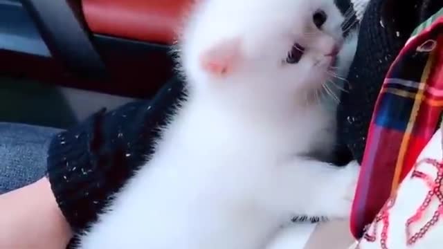 Marshmallow Munchkin Kittens