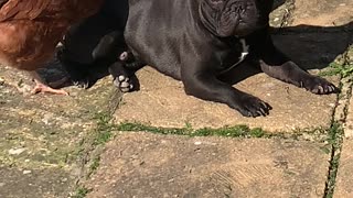 Chickens Massaging French Bulldog