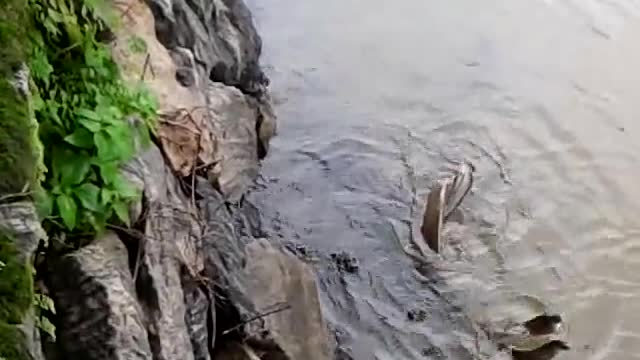 snake mating original mobile video