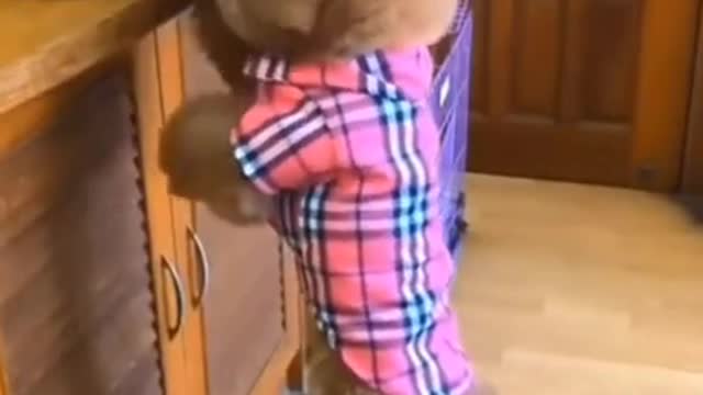 Cute puppy Stole food to give it to her son