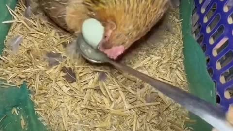 It’s my egg