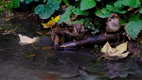 Sparrow are swimiming