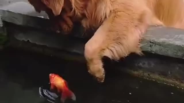 A dog's friendship with a fish