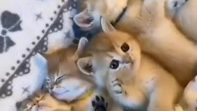 Cats kittens funny videos