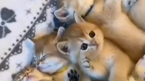 Cats kittens funny videos