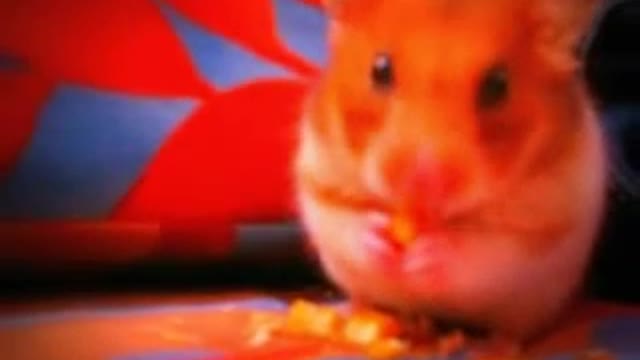 Hamster comiendo una deliciosa merienda