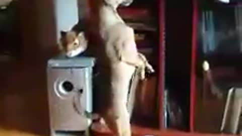 Pup Prefers Two Legs