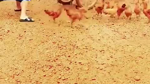 Most Viral tiktok Video 2021