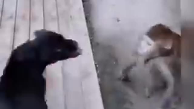 monkey vs dog funny video