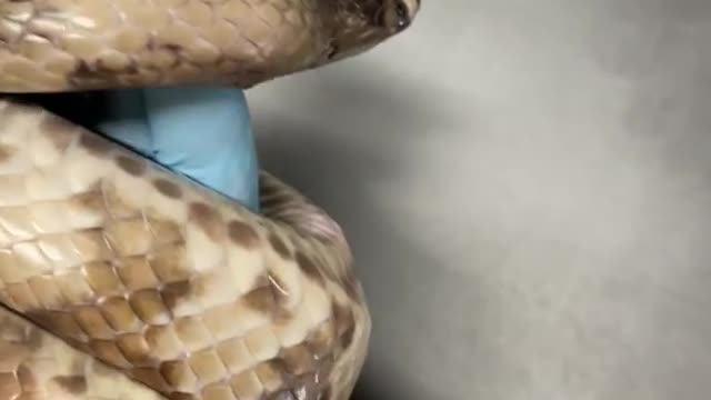 Snake