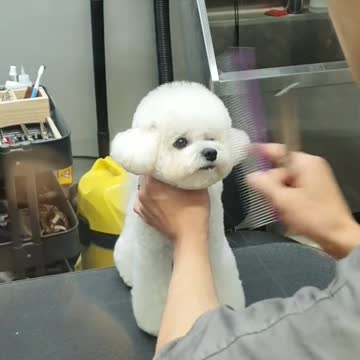 Cute little puppy gets fresh new haircut