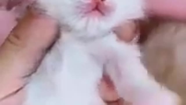 Cute baby cats funny videos