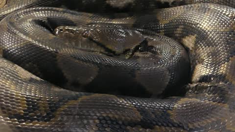 Brazilian anaconda sleeping