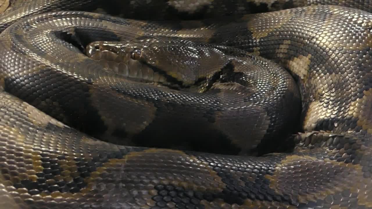 Brazilian anaconda sleeping