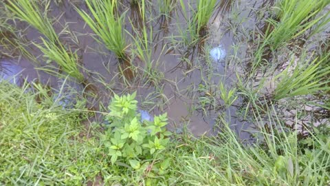 Fresh green rice fields