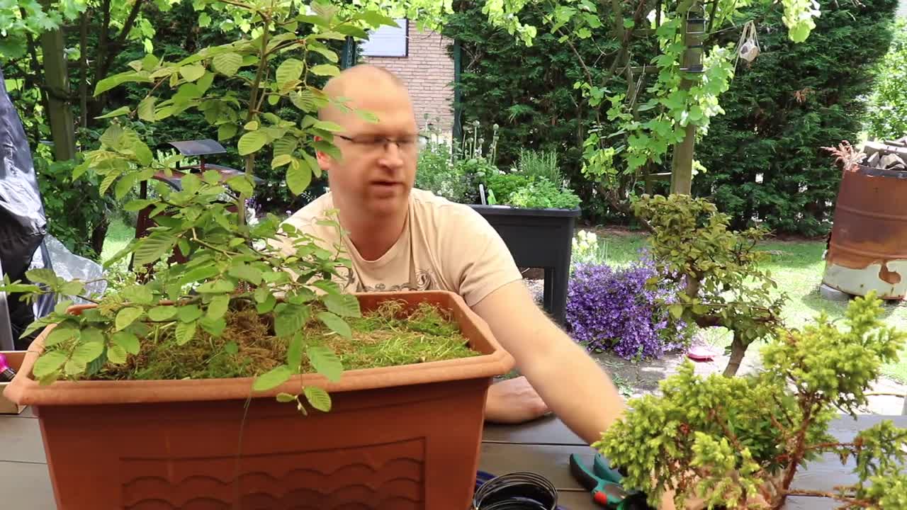 Bonsai -Anwärter