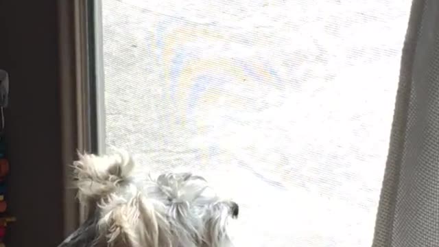 Schnauzer stands on hind legs in front of glass door