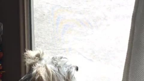 Schnauzer stands on hind legs in front of glass door