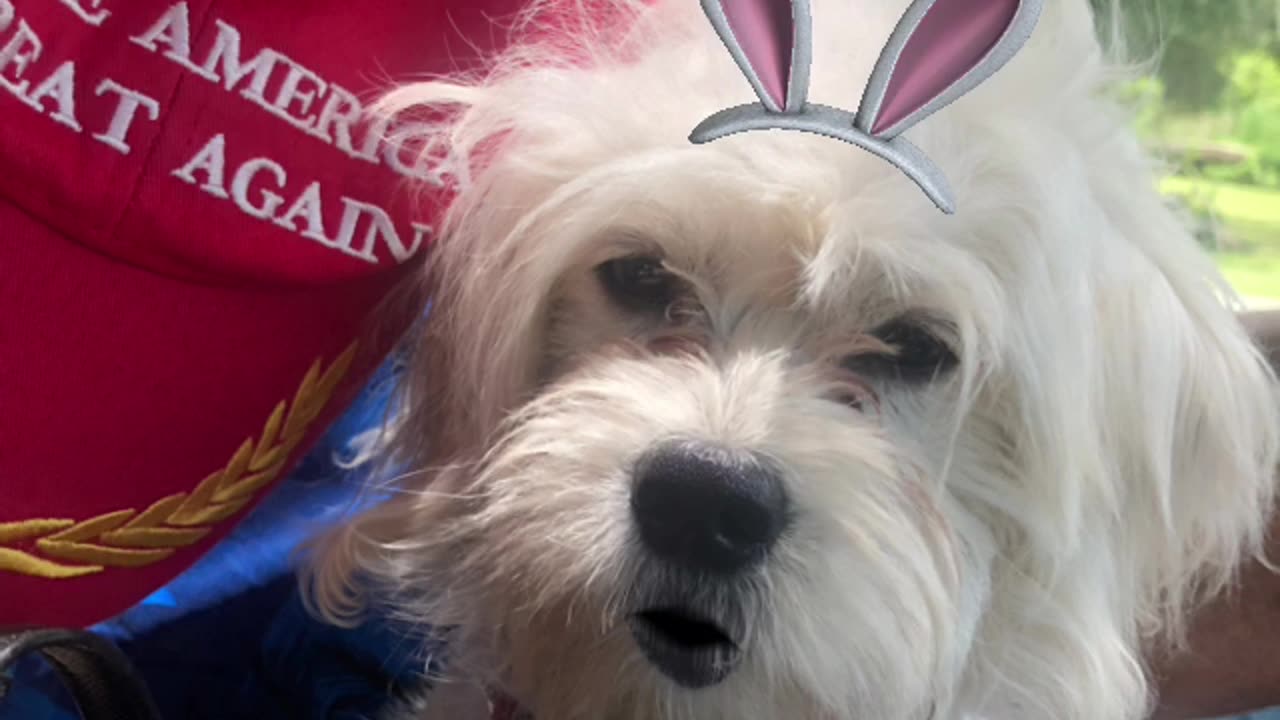 Patriot Loulou news 🗞️ news on Biden & Easter bunny and great patriots