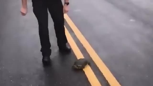 Turtle Wasn’t Messing With the Police