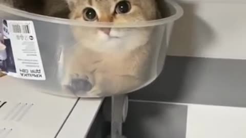 Baby Cat , Funny Moment