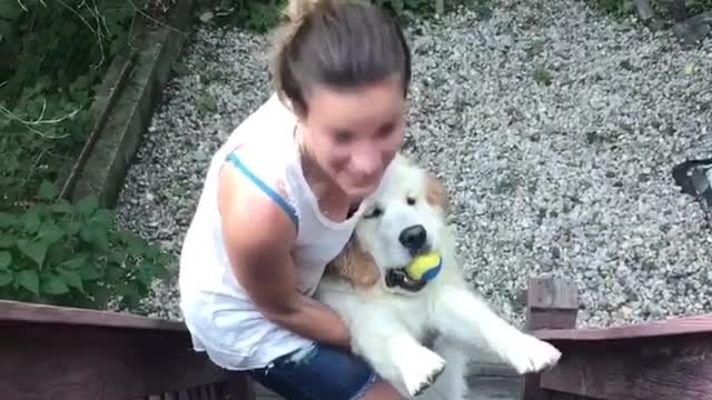 Golden Retriever Does Not Want to Come Inside