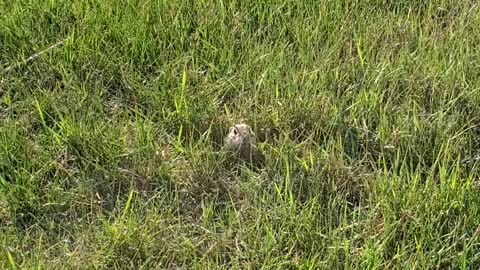 Stand-off With Ground Squirrel!!! 🐿🐿🐿