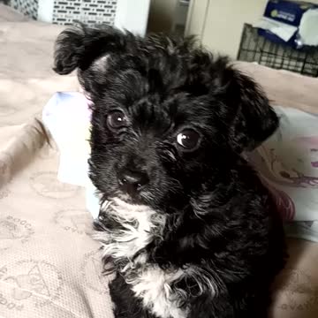 8 week old YorkiePoo girl