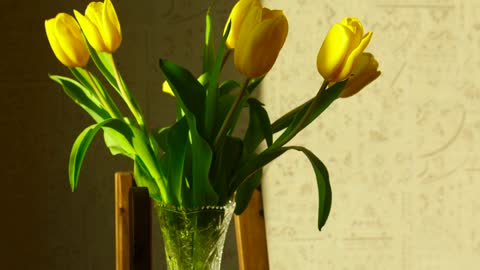 Yellow tulip flowers raising