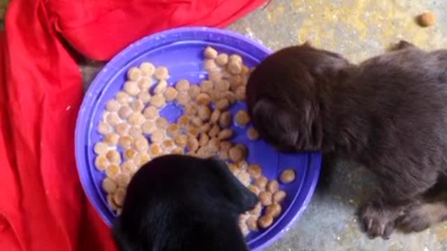 Perritos comiendo