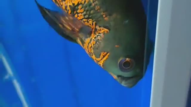 Goldfish swim happily in the fish tank.