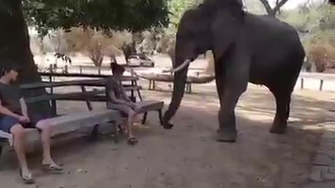 Elephant test