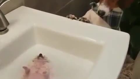 Backstroke Hedgehog