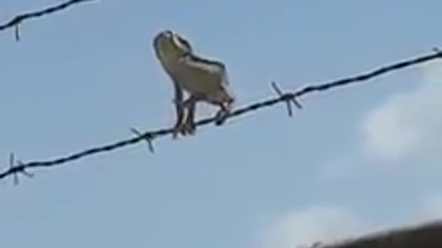 Spectacular catch