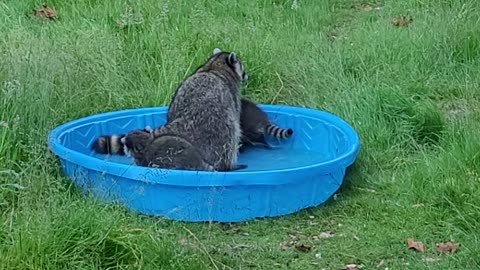 Raccoons have Playtime in Refreshing Pool