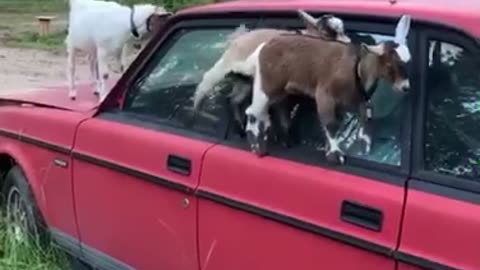 Funny dogs & animal videos #27!!!