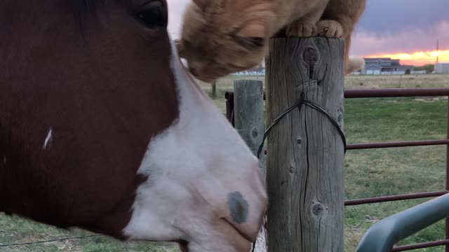 Friends cat/horse