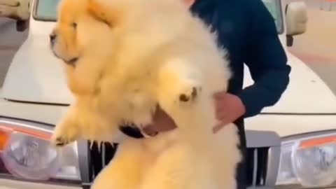 Adorable dog