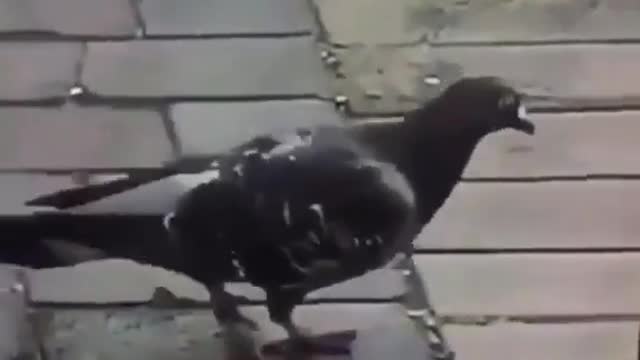 Pigeon jackson