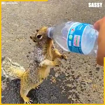 Thirsty Squirrel Asks Water From Human Carrying Water Bottle
