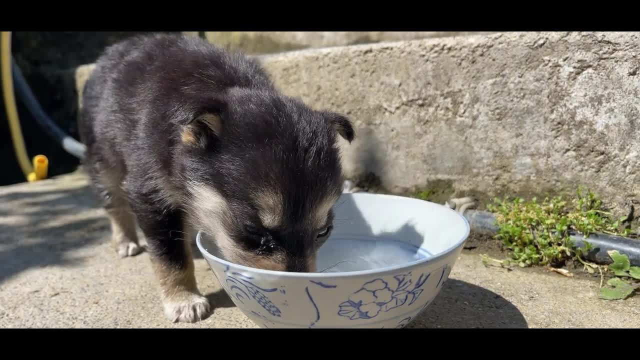 puppy drinking milk