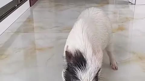可爱的小猪猪