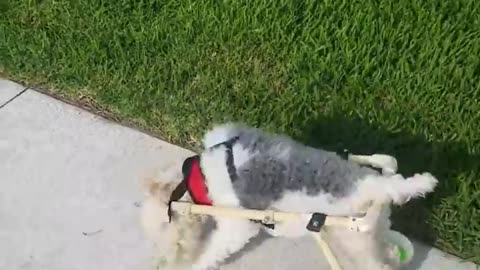 Disabled Dog Gets its Mobility Back