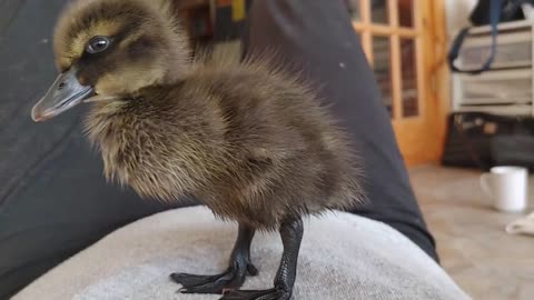 Golden Retriever Murphy Meets a Duckling