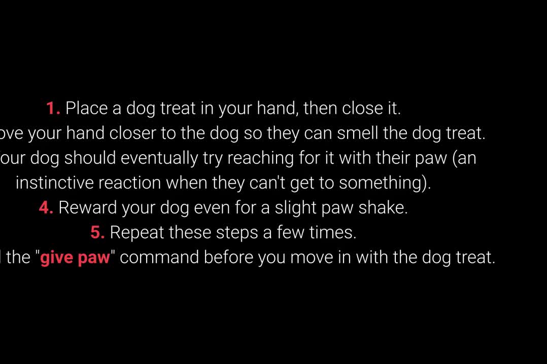 10 most essential commands every dog-10 STAND