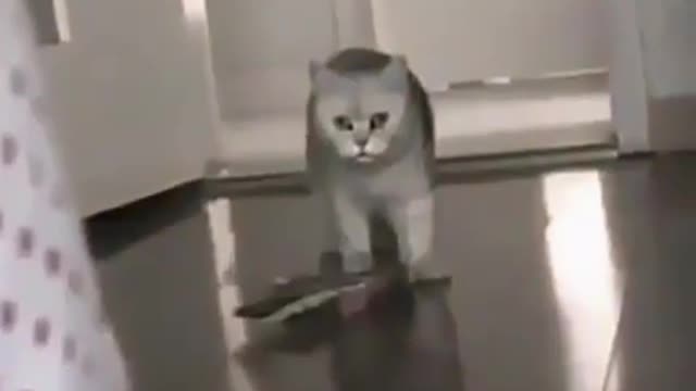 cat getting scared seeing