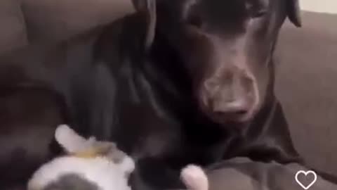 funny animals #09