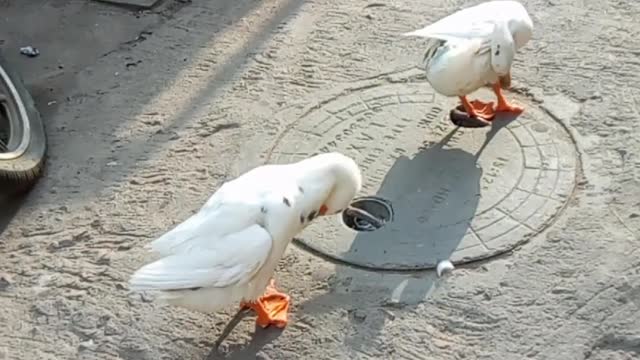 Ducks cleaning feathers on the Road