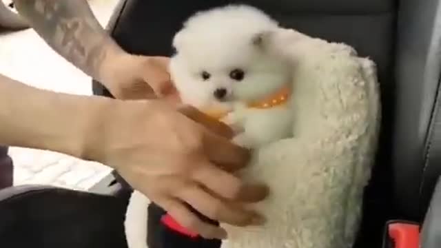 Cutest puppy ever we love to hug and kiss